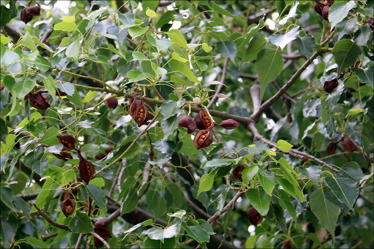 Изображение особи Brachychiton populneus.