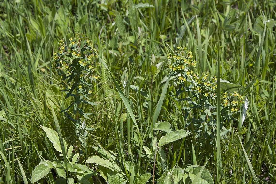 Image of Euphorbia condylocarpa specimen.