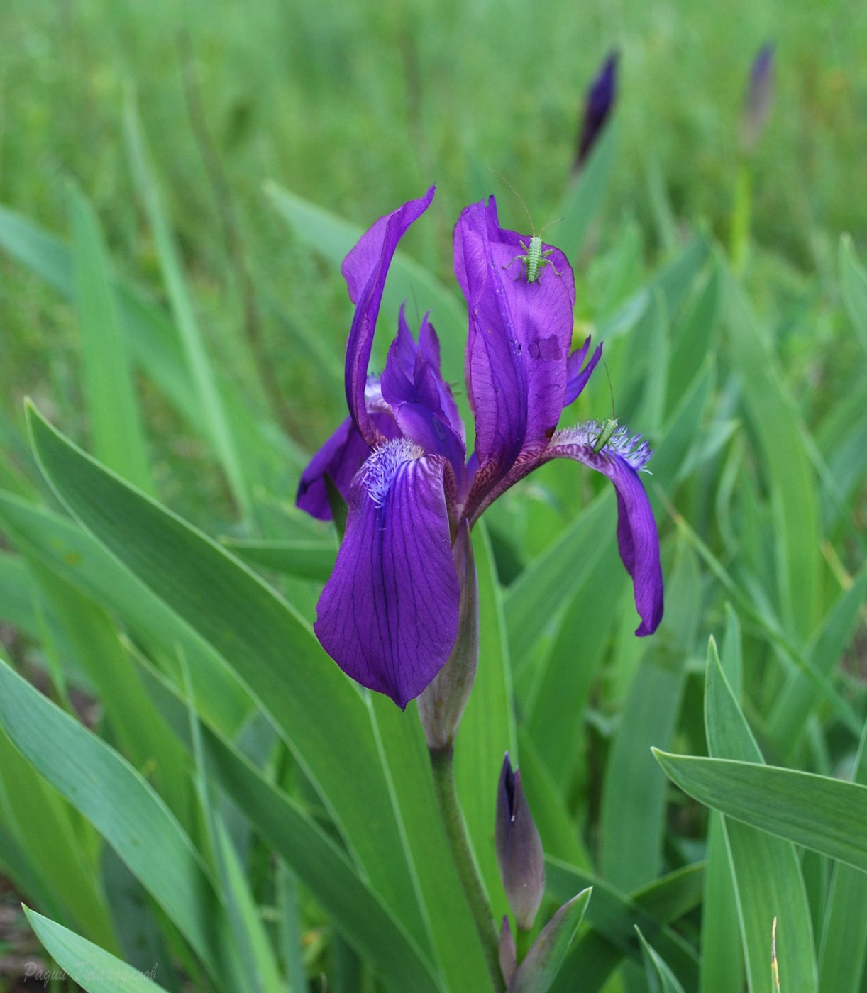 Изображение особи Iris aphylla.