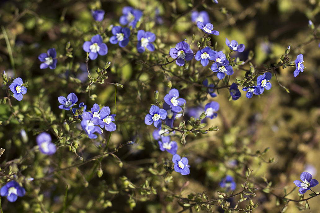 Изображение особи Veronica glauca.