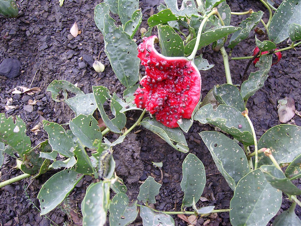 Image of Capparis herbacea specimen.