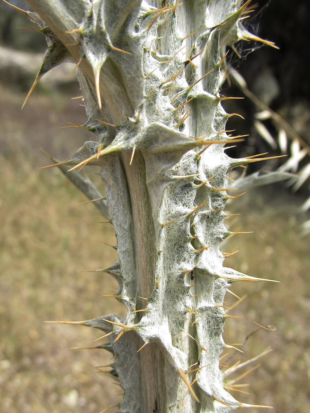 Image of Onopordum illyricum specimen.
