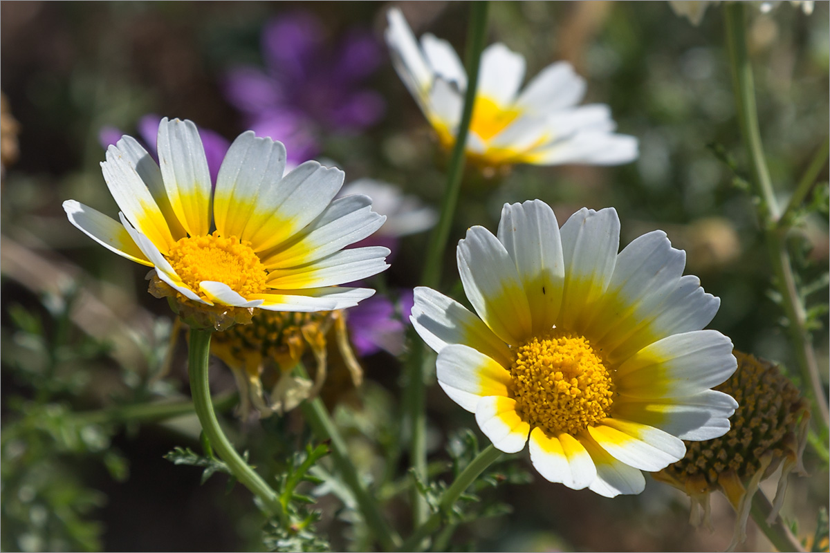 Image of Glebionis coronaria specimen.