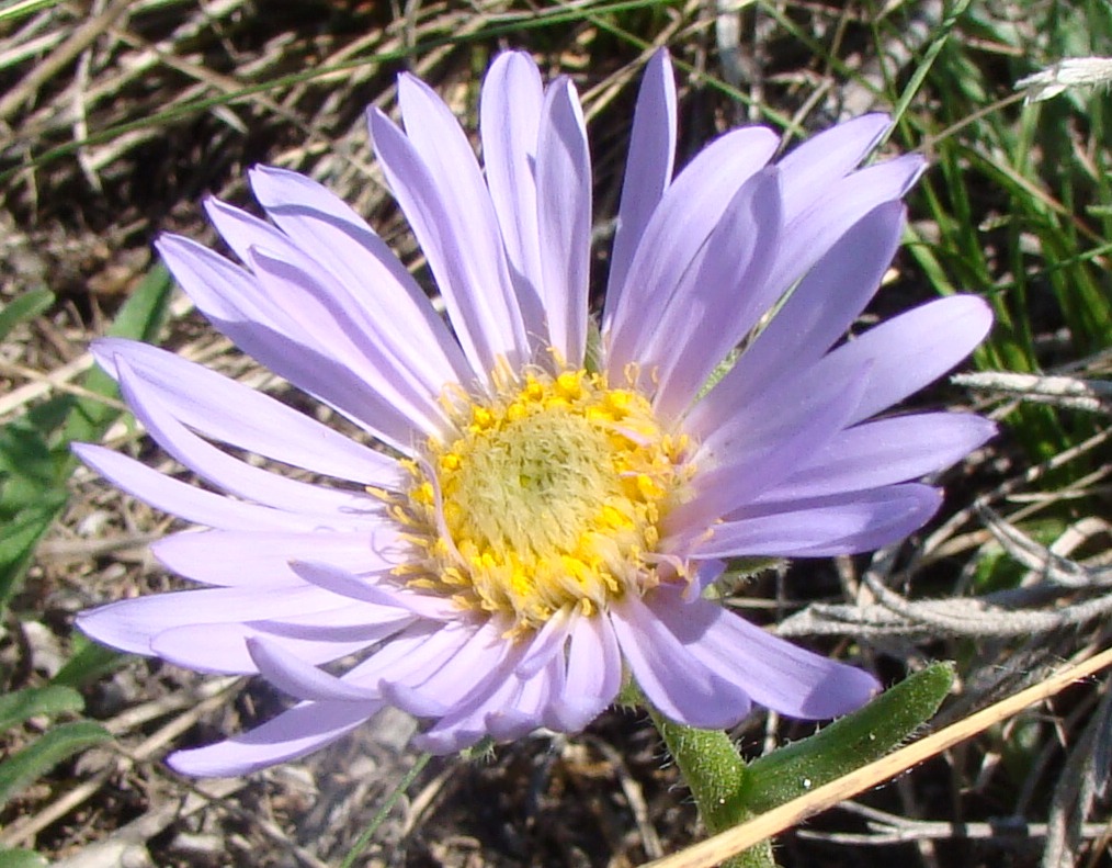 Image of Aster alpinus specimen.