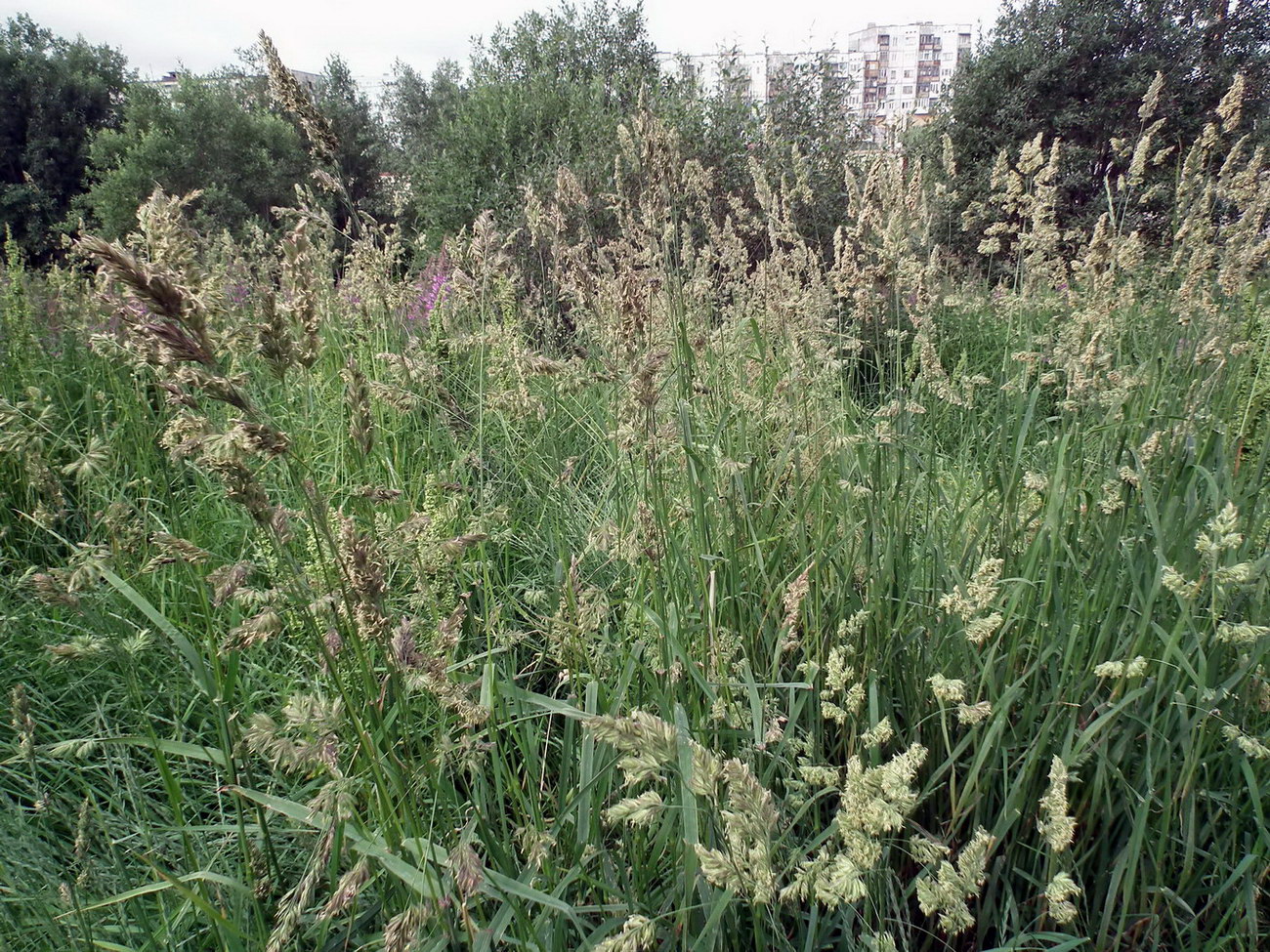 Изображение особи Dactylis glomerata.