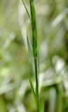 Linum corymbulosum. Средняя часть побега. Крым, Бахчисарайский р-н, окр. с. Трудолюбовка, петрофитная степь на выходе вулканогенной породы. 15.06.2016.