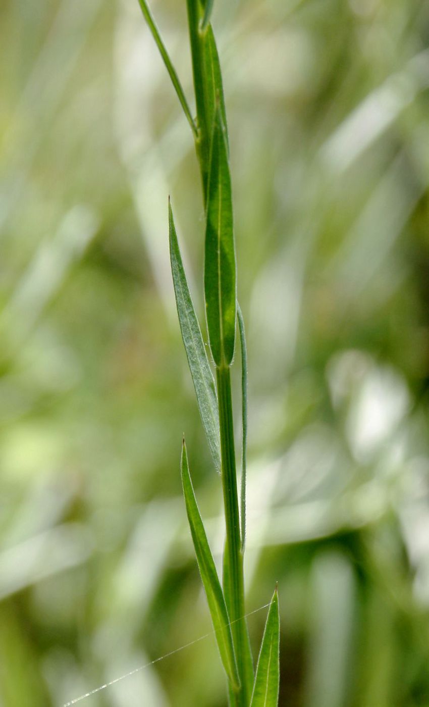 Изображение растения Linum corymbulosum.