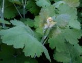 Macleaya cordata