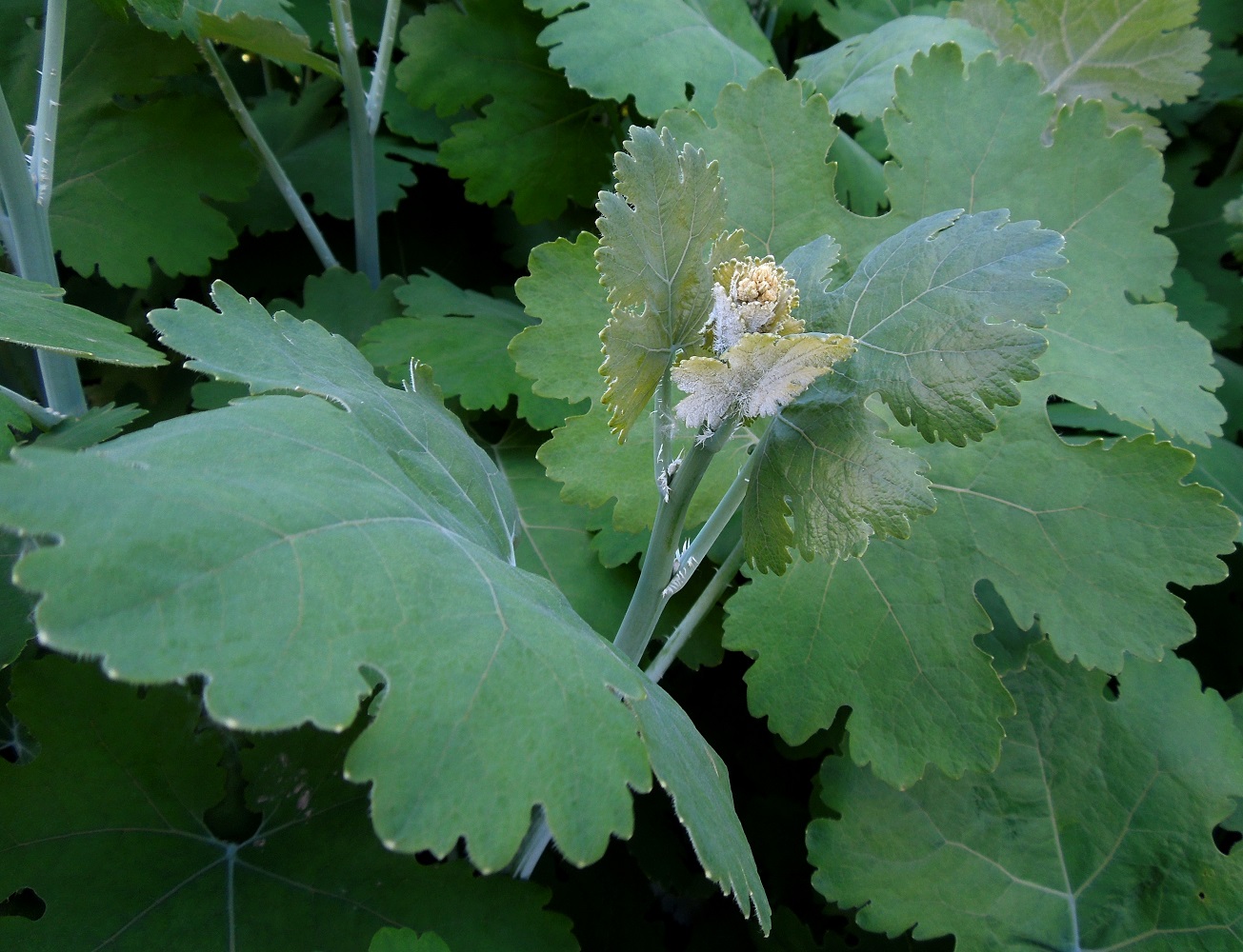 Image of Macleaya cordata specimen.
