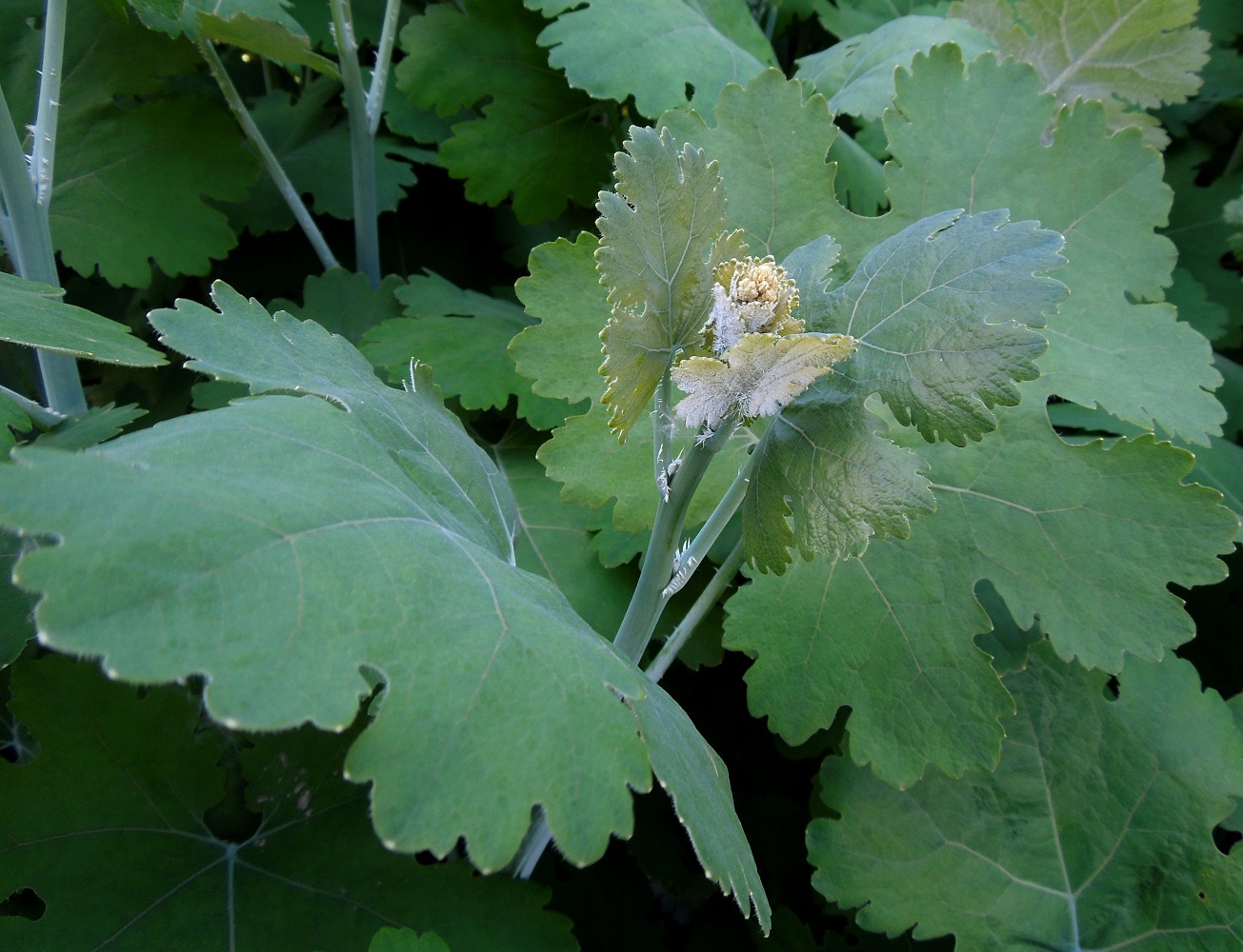 Изображение особи Macleaya cordata.