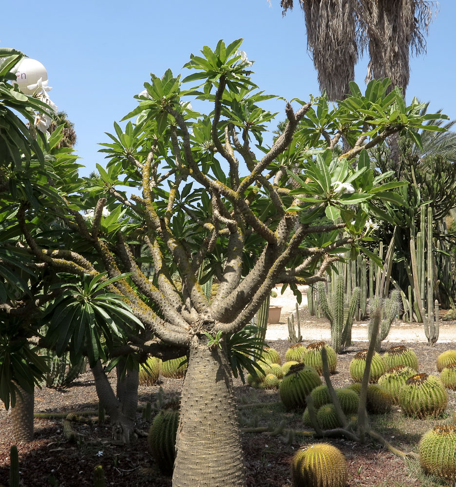 Image of Pachypodium lamerei specimen.