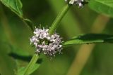 Mentha arvensis