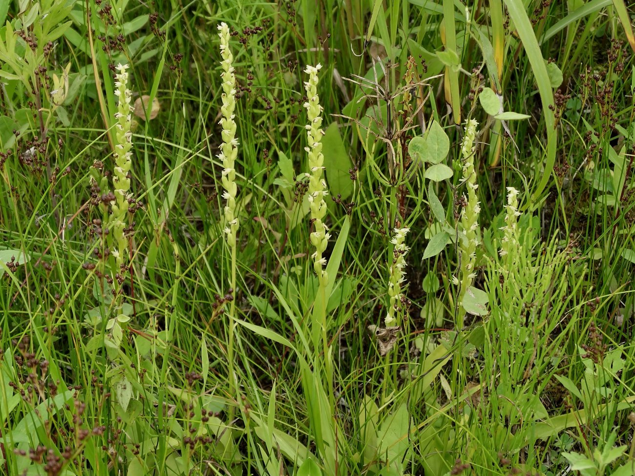 Image of Herminium monorchis specimen.