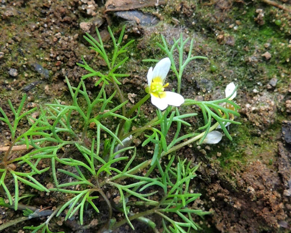 Image of genus Batrachium specimen.