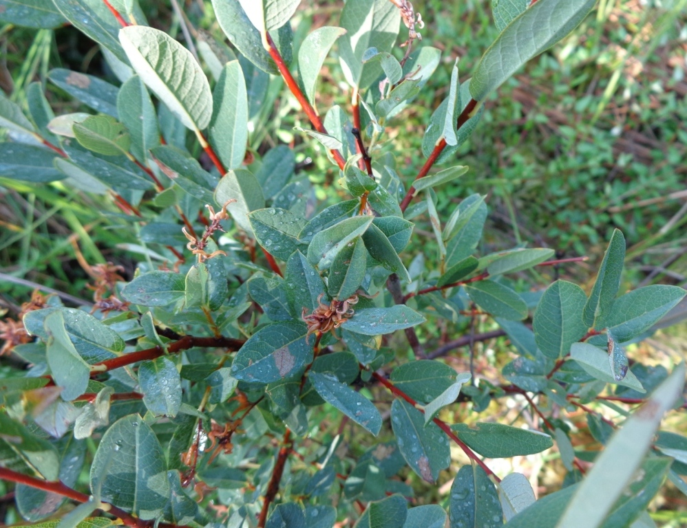Image of Salix myrtilloides specimen.
