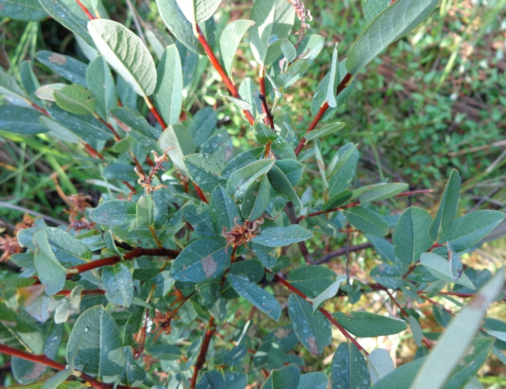 Изображение особи Salix myrtilloides.