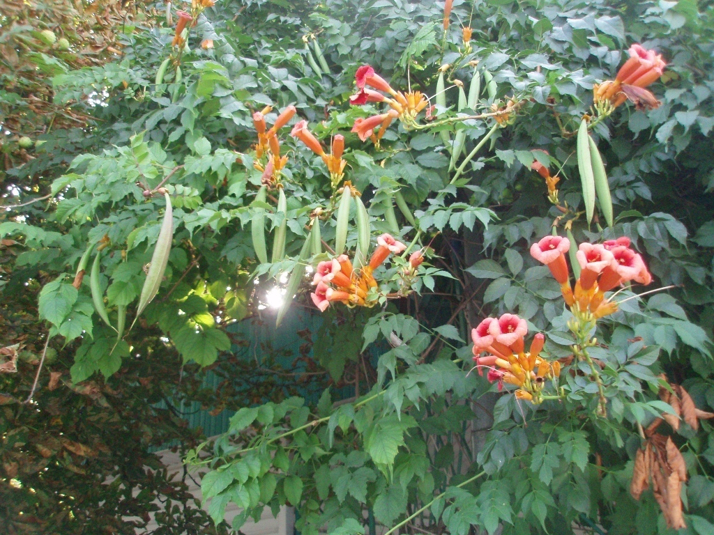 Image of Campsis radicans specimen.