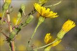 Hieracium robustum