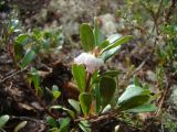 Arctostaphylos uva-ursi. Побег с соцветием. Ямало-Ненецкий АО, г. Надым, тропа в смешанном лесу. 1 июля 2013 г.