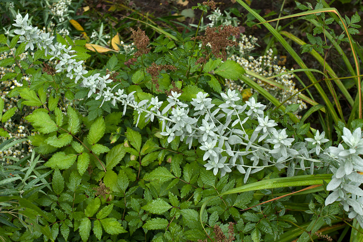 Изображение особи Artemisia ludoviciana.