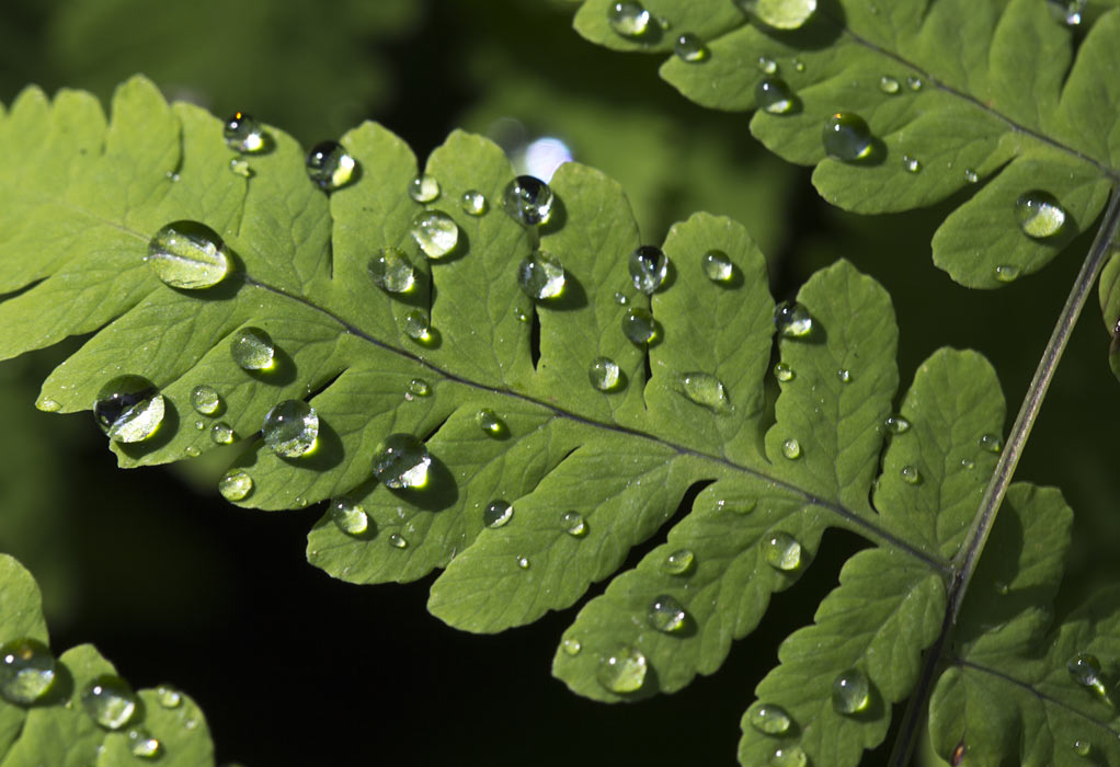 Изображение особи Gymnocarpium dryopteris.