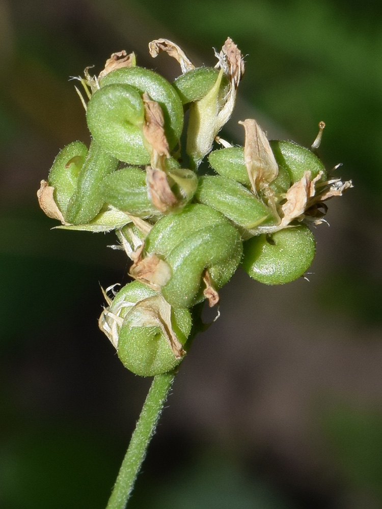 Изображение особи Medicago sativa.