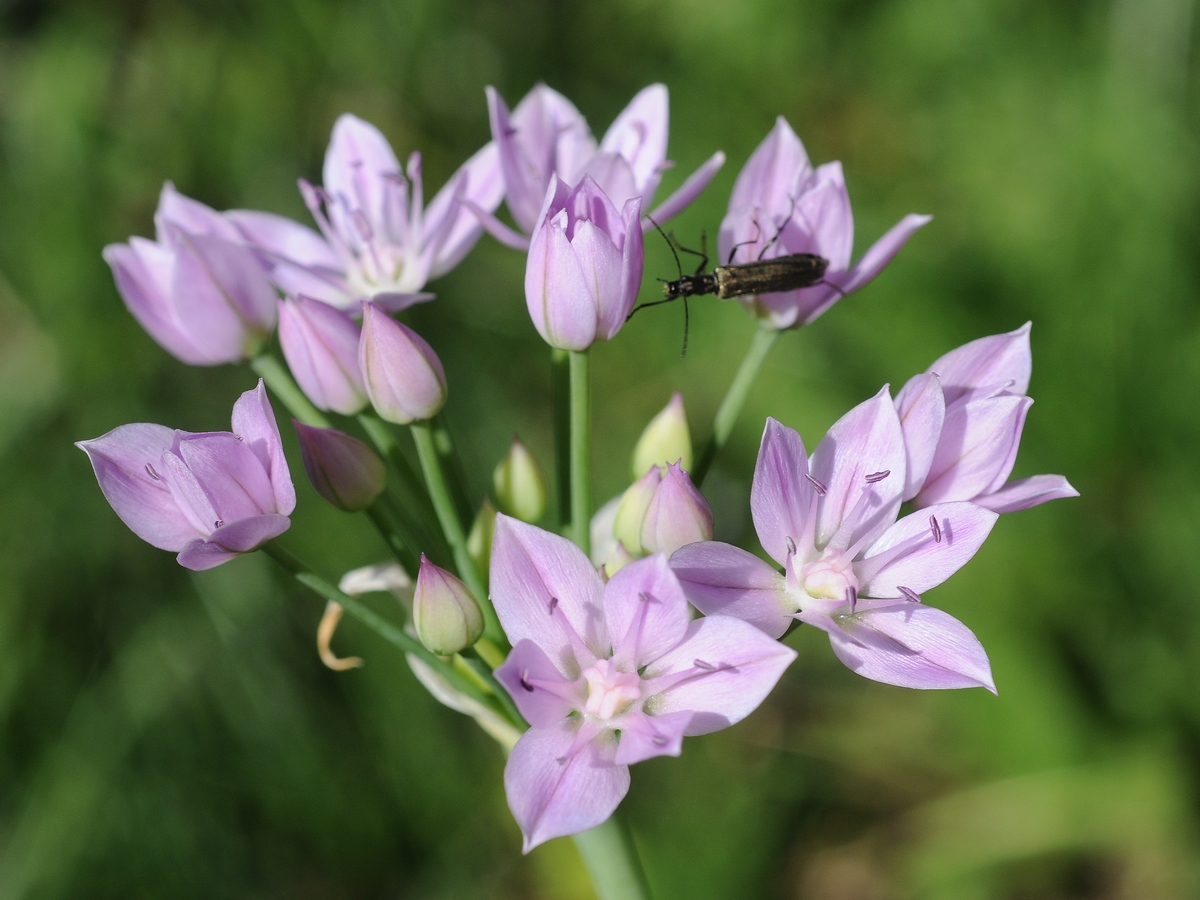 Изображение особи Allium unifolium.