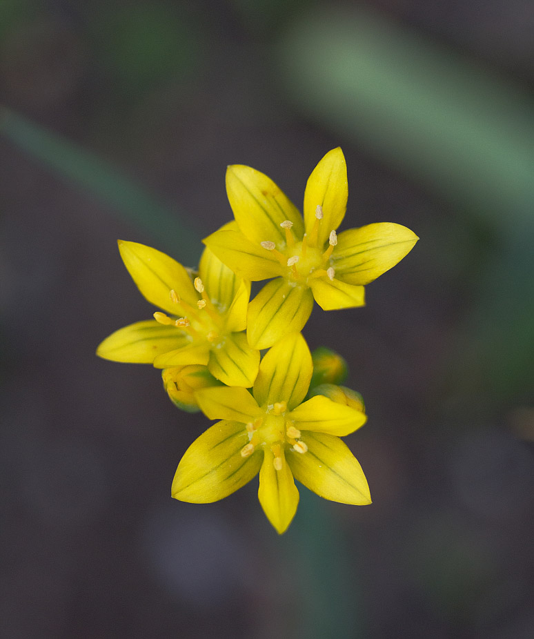 Image of Allium moly specimen.
