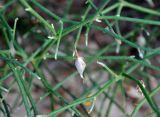 Crotalaria aegyptiaca. Часть побега с плодом. Сокотра, окр. г. Хадибо, песчаный пляж. 28.12.2013.