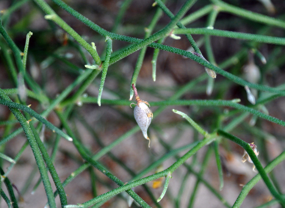 Image of Crotalaria aegyptiaca specimen.