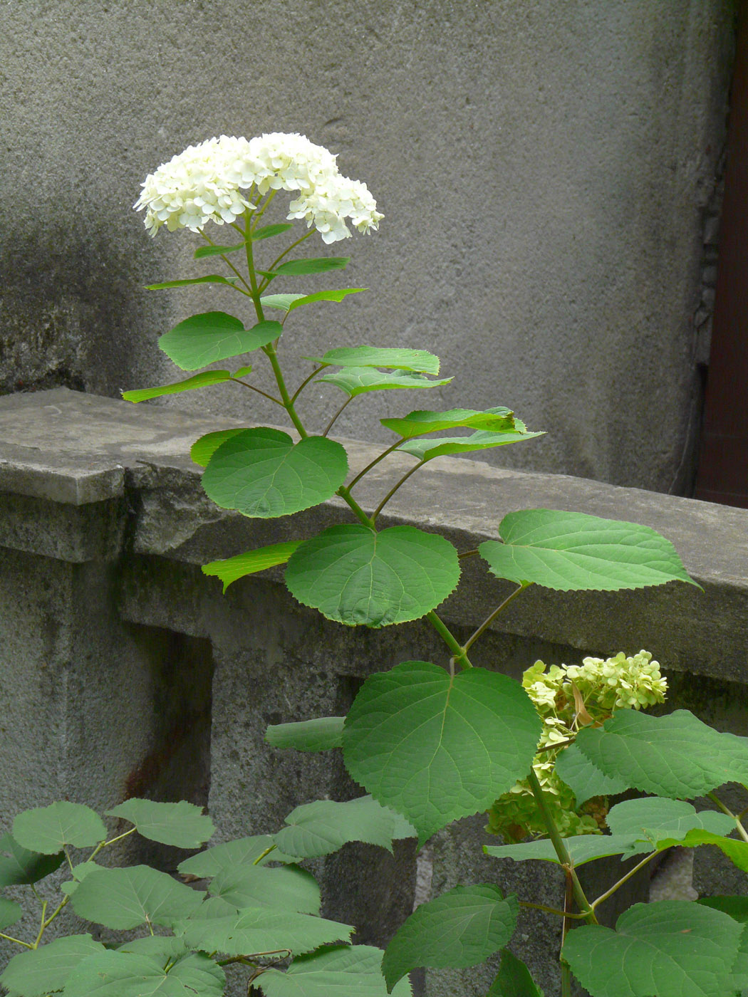 Изображение особи Hydrangea arborescens.