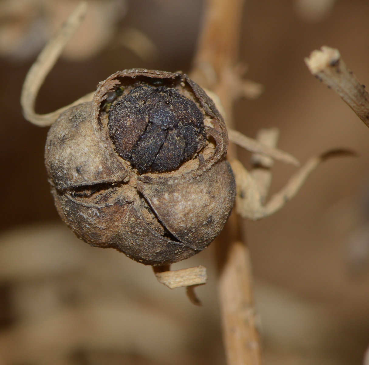 Image of Peganum harmala specimen.