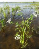 Oenanthe aquatica. Цветущее растение на мелководье. Республика Татарстан, г. Казань, пос. Займище, пойма р. Волга, окр. Займищенского моста, песчаный пляж. 21.06.2015.