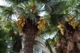 Trachycarpus fortunei