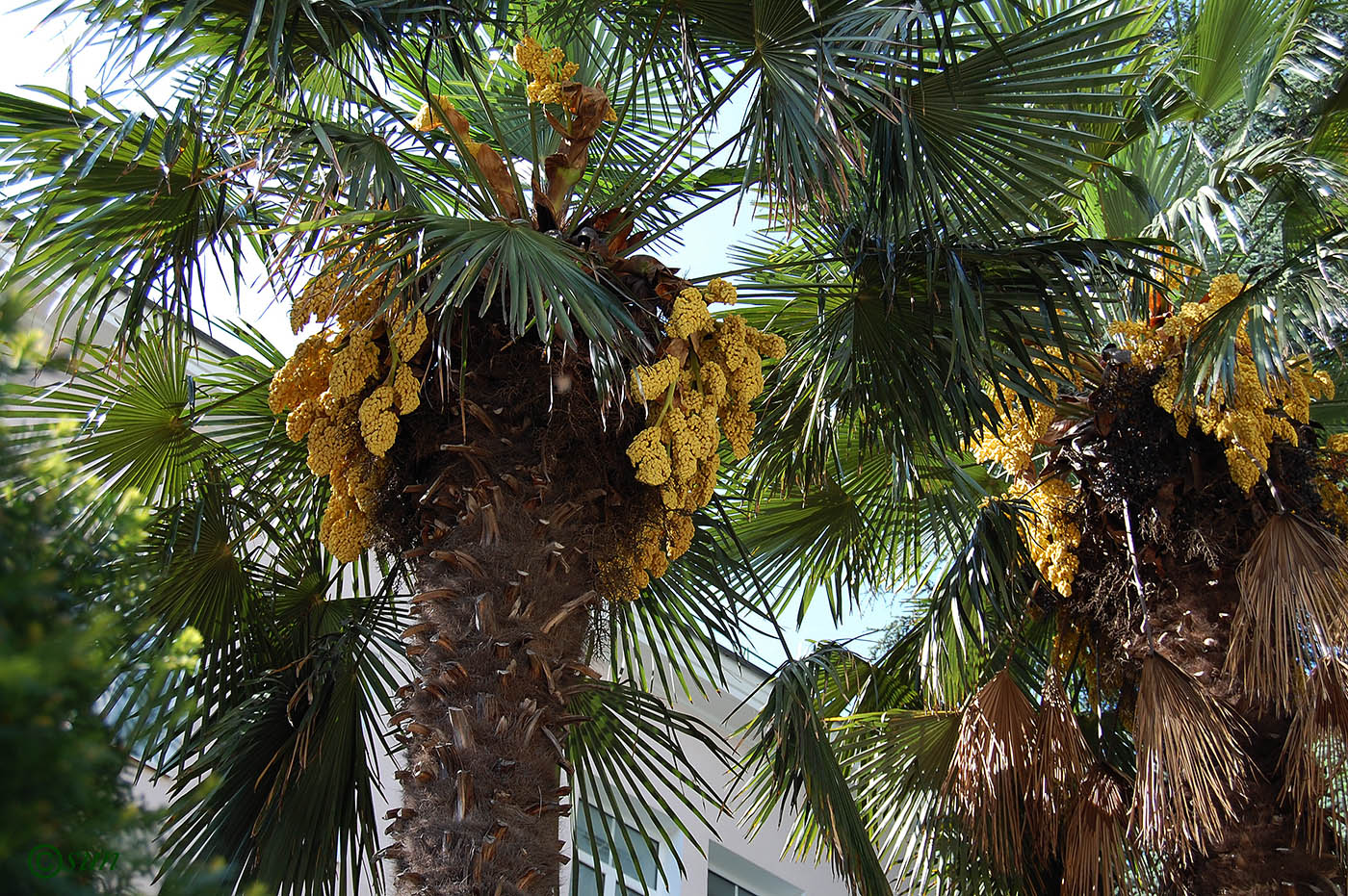 Image of Trachycarpus fortunei specimen.