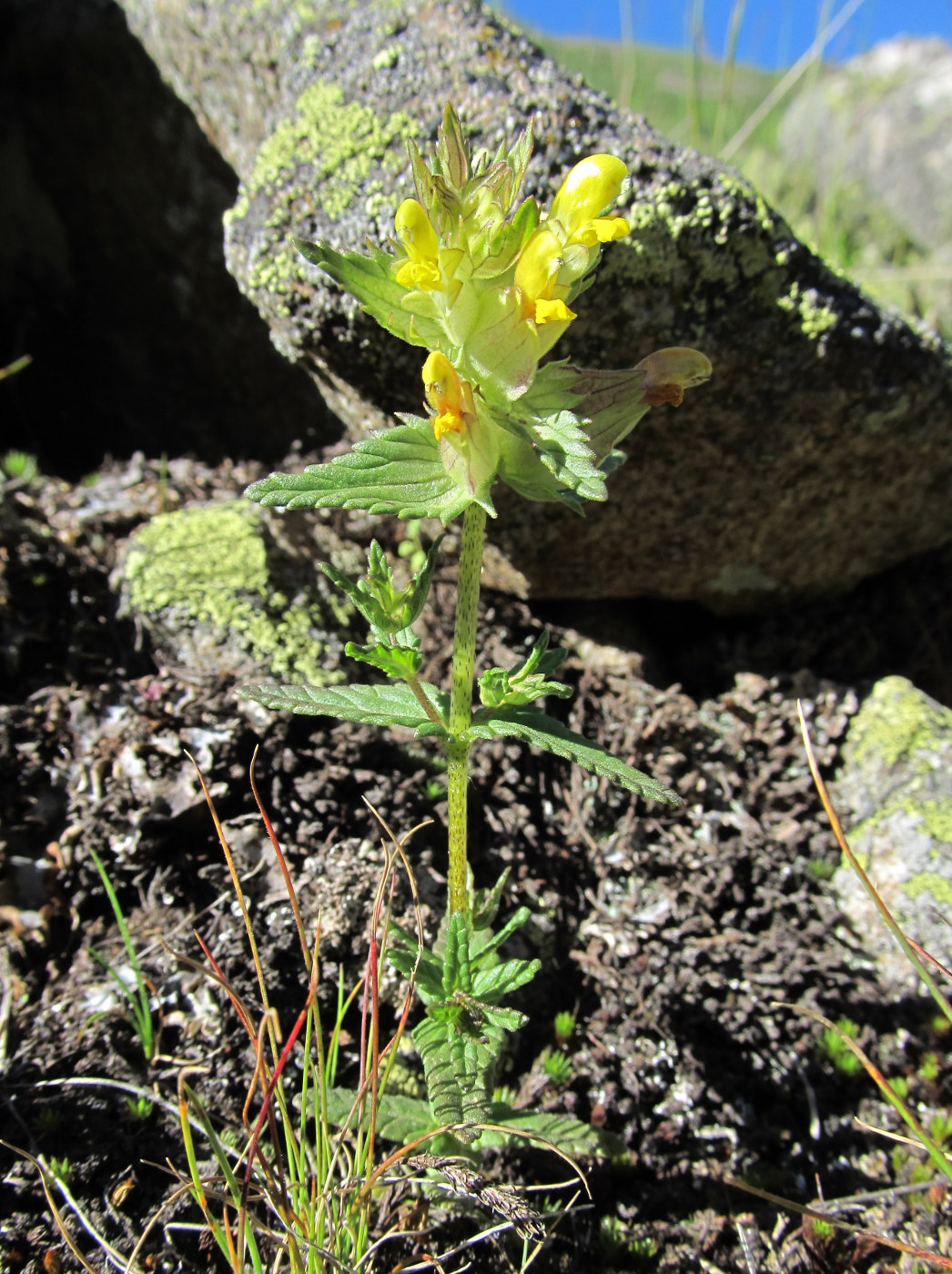 Изображение особи Rhinanthus schischkinii.