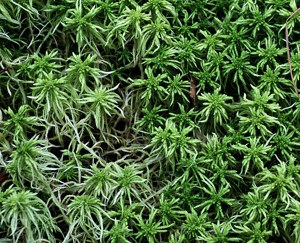 Image of genus Sphagnum specimen.