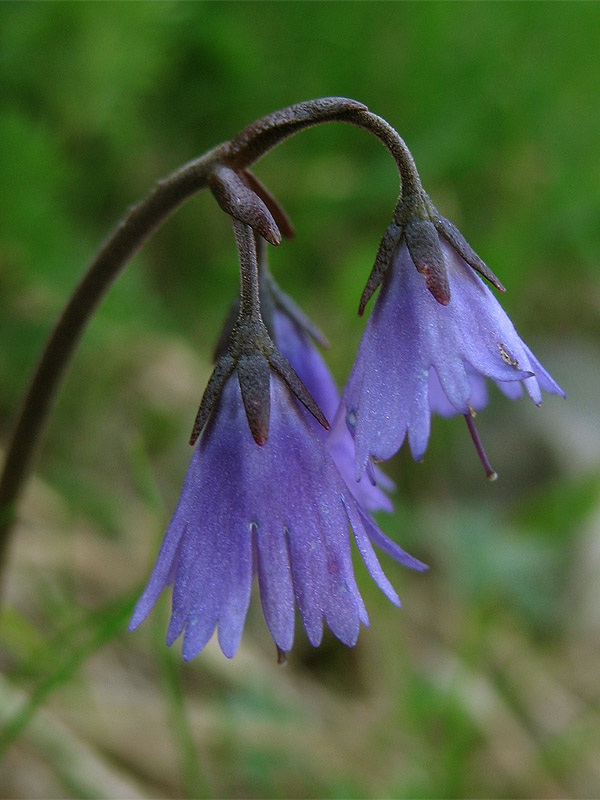 Изображение особи Soldanella hungarica.