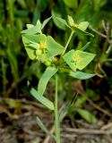 Euphorbia taurinensis