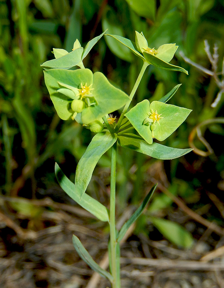 Изображение особи Euphorbia taurinensis.