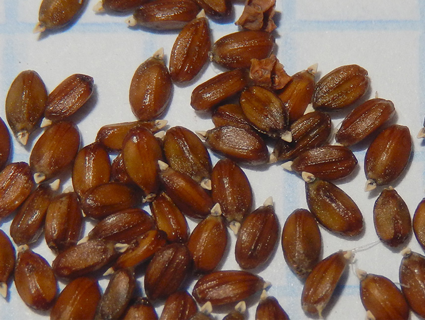 Image of Prunella laciniata specimen.