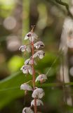 Pyrola incarnata