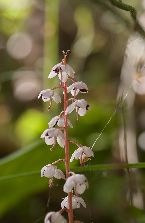 Image of Pyrola incarnata specimen.