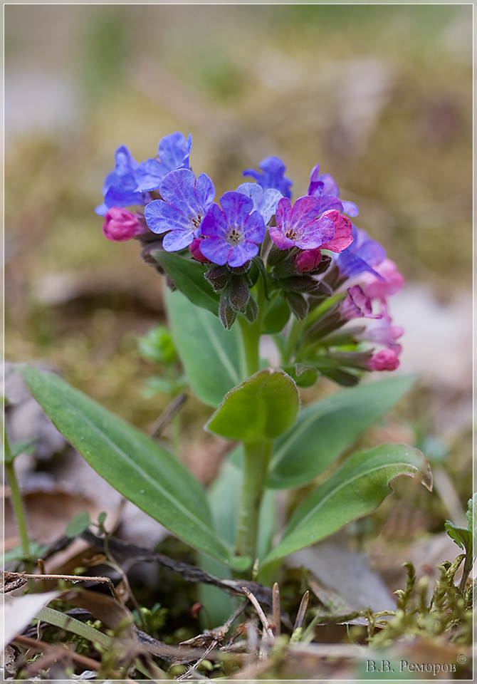 Изображение особи Pulmonaria mollis.