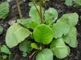 Bergenia pacifica