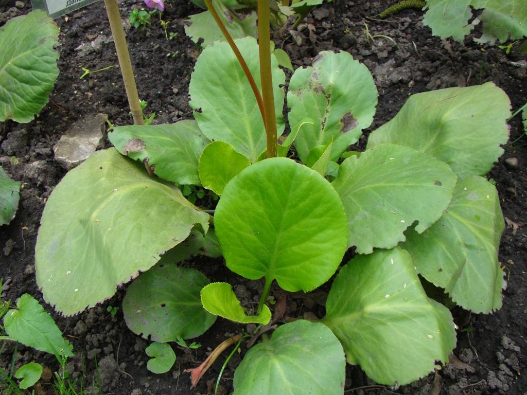 Image of Bergenia pacifica specimen.