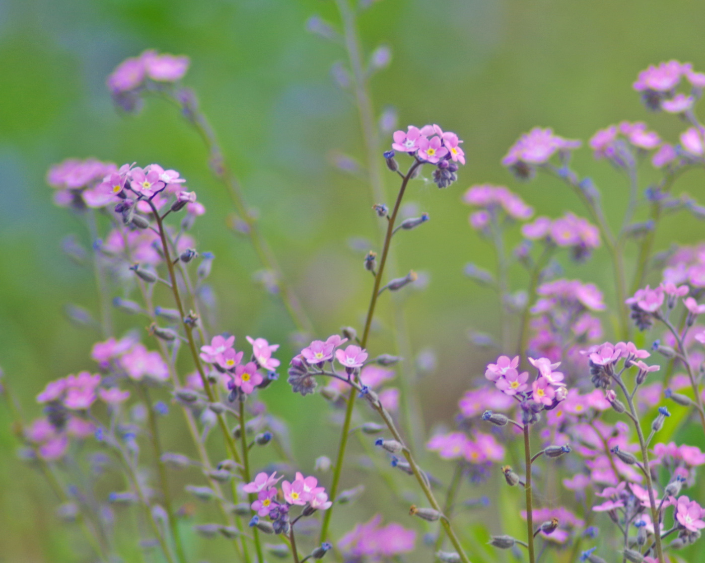 Изображение особи род Myosotis.