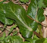 Eryngium glomeratum