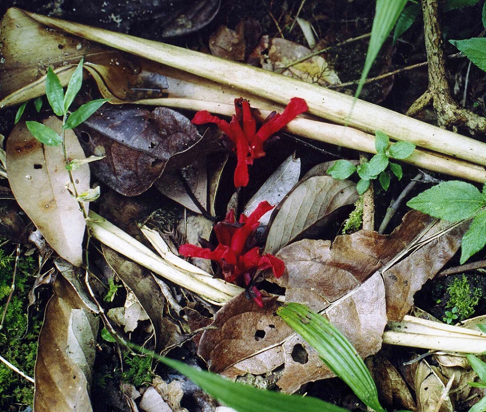Image of Etlingera dictyota specimen.