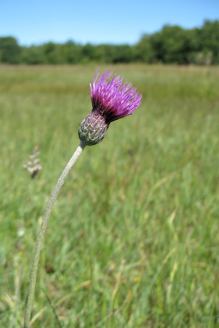 Изображение особи Cirsium dissectum.